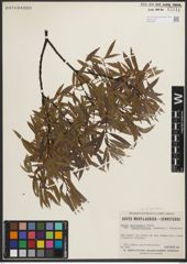 Foto von Salix petiolaris Sm.